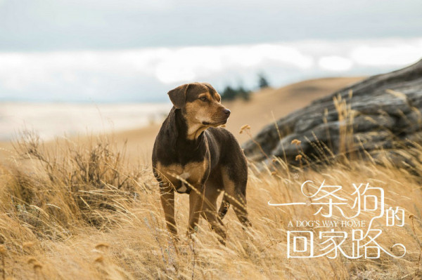 《一条狗的回家路》曝“感谢有你”特辑 感恩人生长路漫漫有你相伴